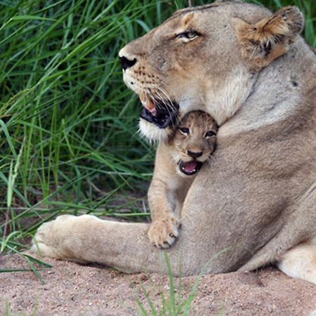 Willa Umlani Bushcamp Timbavati Game Reserve Zewnętrze zdjęcie