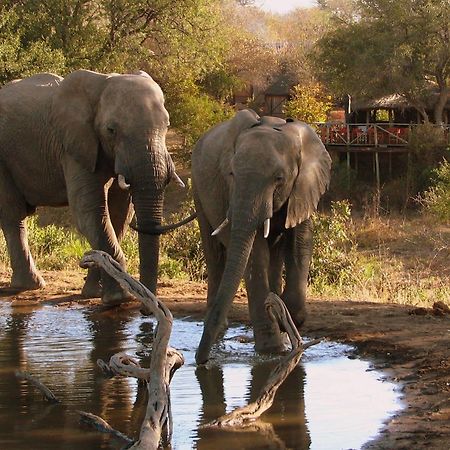 Willa Umlani Bushcamp Timbavati Game Reserve Zewnętrze zdjęcie
