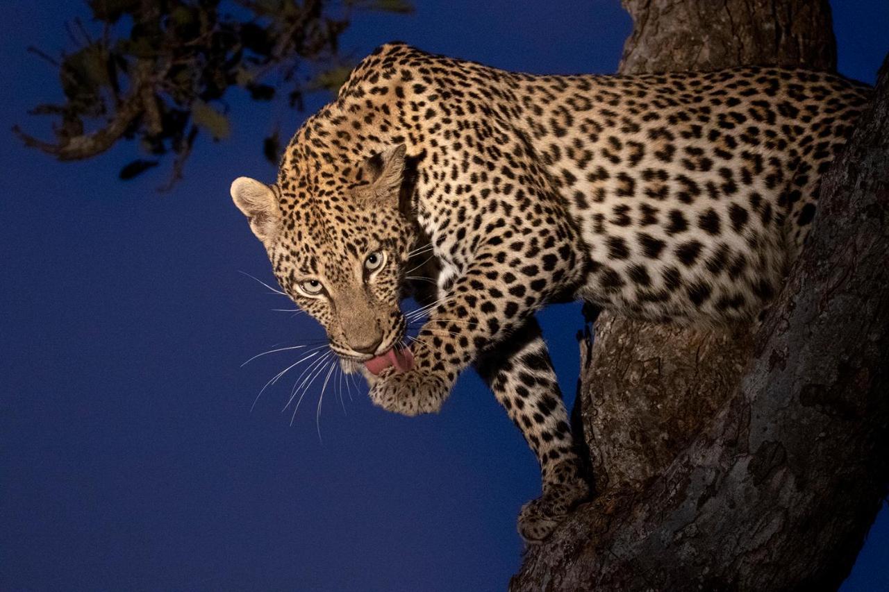 Willa Umlani Bushcamp Timbavati Game Reserve Zewnętrze zdjęcie