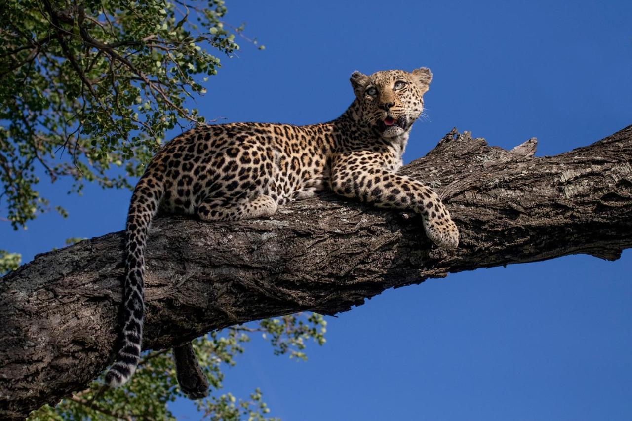 Willa Umlani Bushcamp Timbavati Game Reserve Zewnętrze zdjęcie