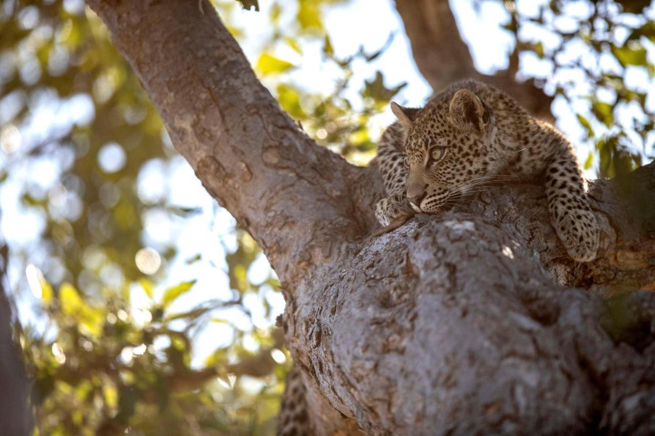 Willa Umlani Bushcamp Timbavati Game Reserve Zewnętrze zdjęcie