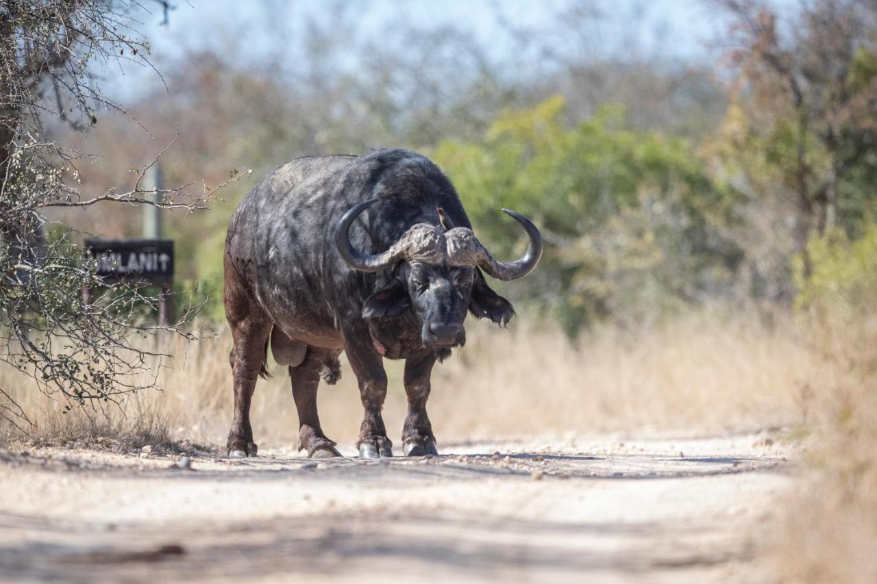 Willa Umlani Bushcamp Timbavati Game Reserve Zewnętrze zdjęcie