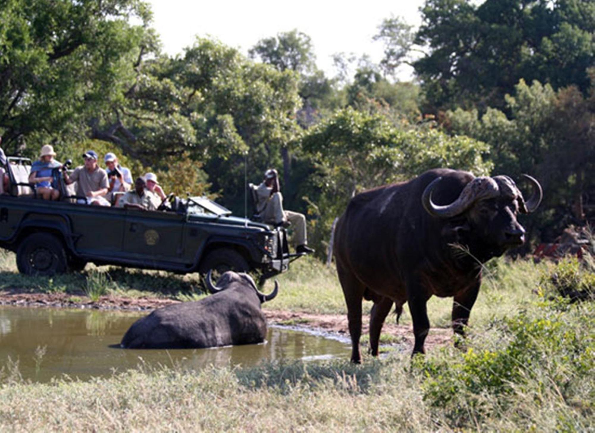 Willa Umlani Bushcamp Timbavati Game Reserve Zewnętrze zdjęcie