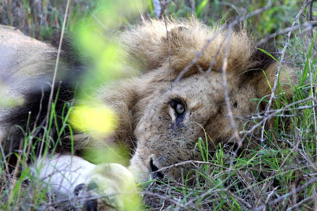 Willa Umlani Bushcamp Timbavati Game Reserve Zewnętrze zdjęcie