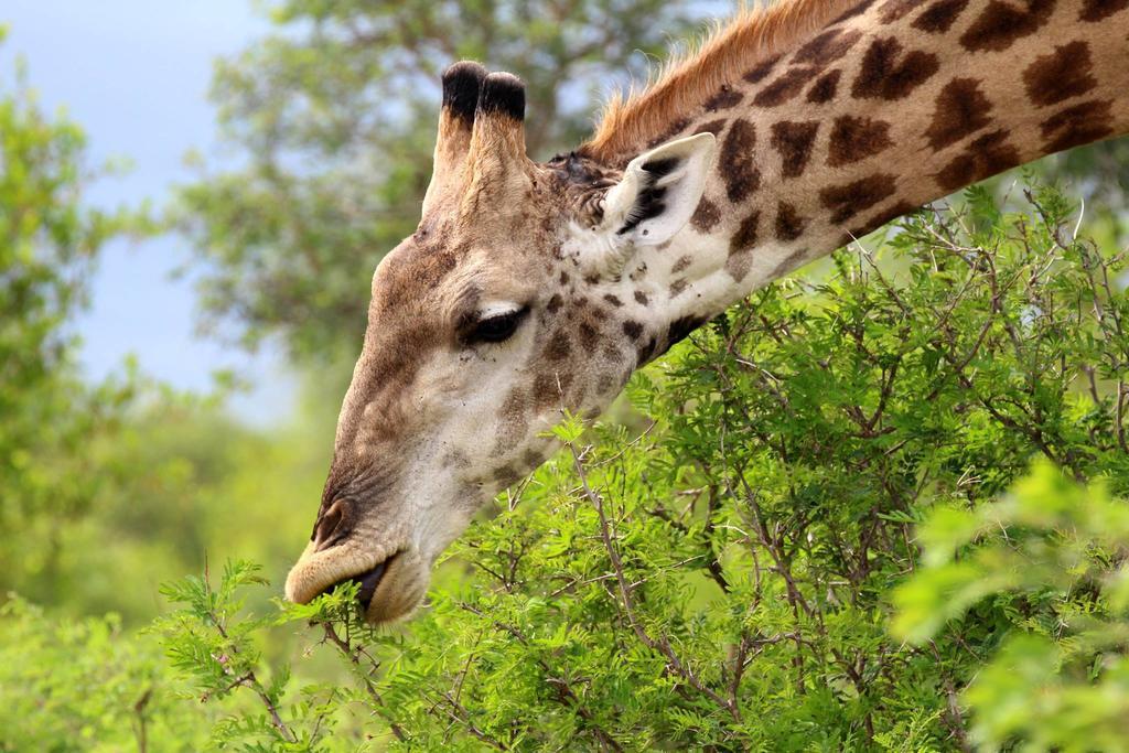 Willa Umlani Bushcamp Timbavati Game Reserve Zewnętrze zdjęcie