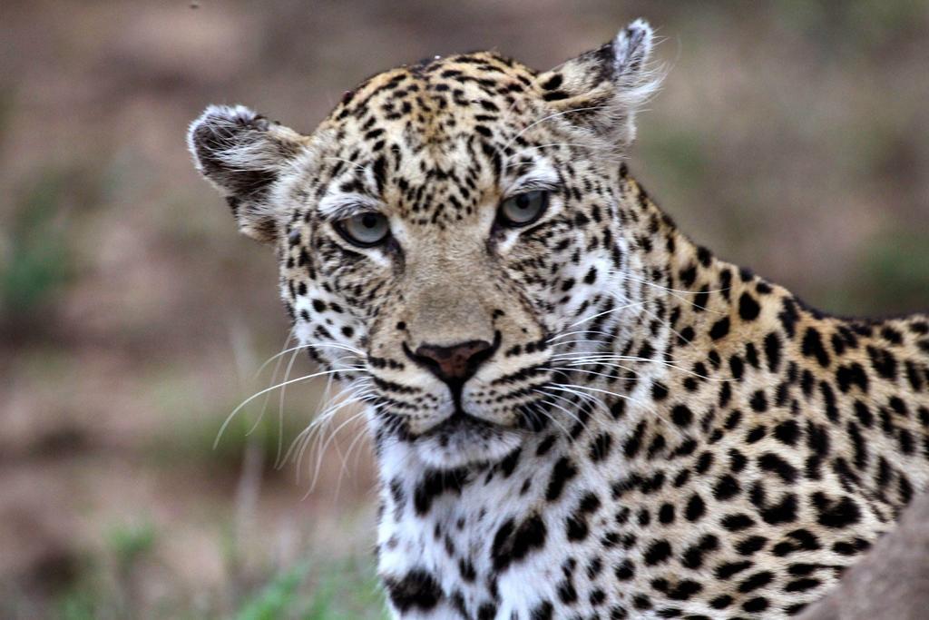 Willa Umlani Bushcamp Timbavati Game Reserve Zewnętrze zdjęcie