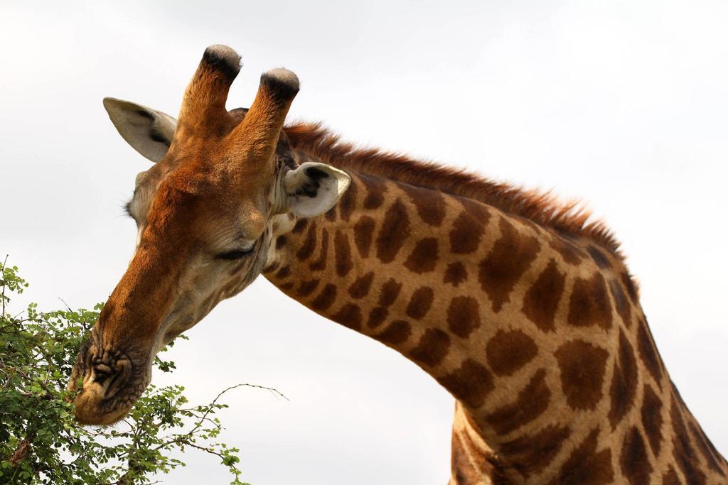 Willa Umlani Bushcamp Timbavati Game Reserve Zewnętrze zdjęcie