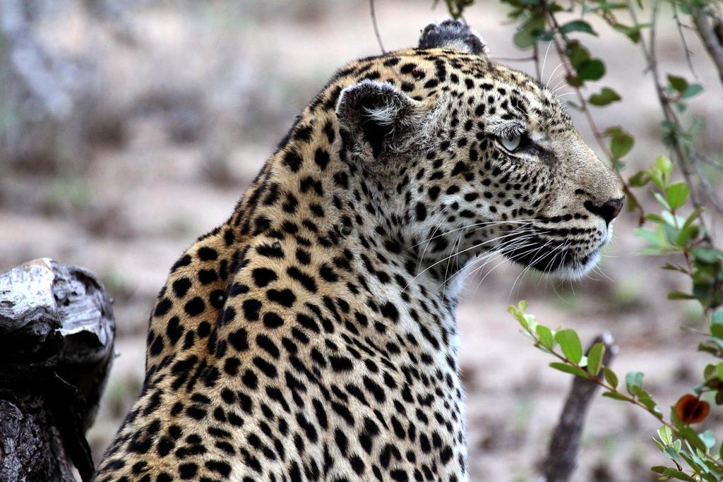 Willa Umlani Bushcamp Timbavati Game Reserve Zewnętrze zdjęcie