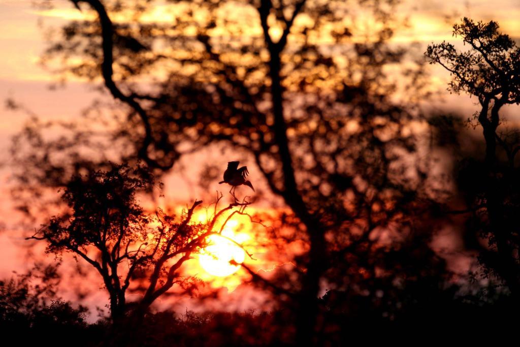 Willa Umlani Bushcamp Timbavati Game Reserve Zewnętrze zdjęcie