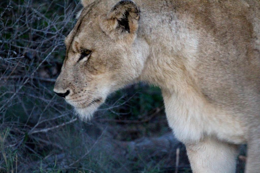 Willa Umlani Bushcamp Timbavati Game Reserve Zewnętrze zdjęcie