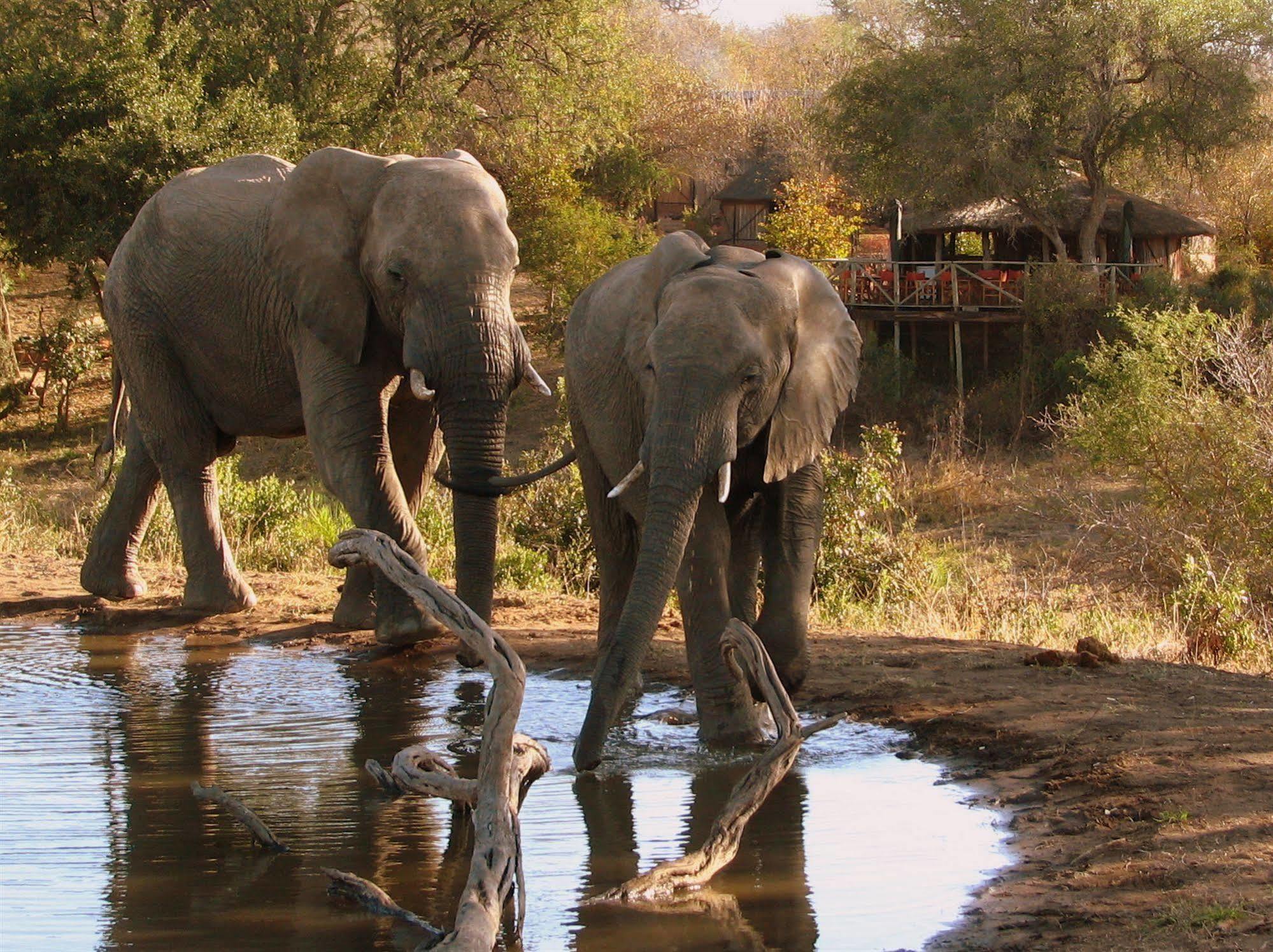 Willa Umlani Bushcamp Timbavati Game Reserve Zewnętrze zdjęcie